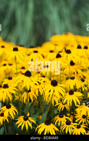 Rudbeckia Fulgida 'Goldsturm' Blumenbeet Stockfoto
