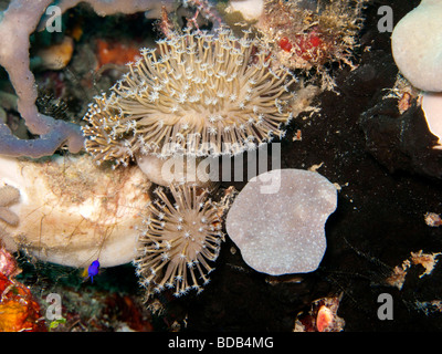 Indonesien Sulawesi Wakatobi Nationalpark Blume Weichkorallen Xenia sp auf bunte Korallenriff Stockfoto