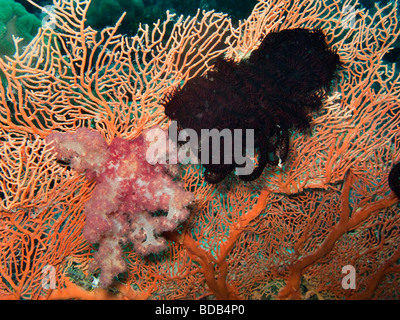 Indonesien Sulawesi Wakatobi Nationalpark Unterwasser bunte rote Weichkorallen und schwarz Vater Stern auf Gorgonien Gorgonien Stockfoto