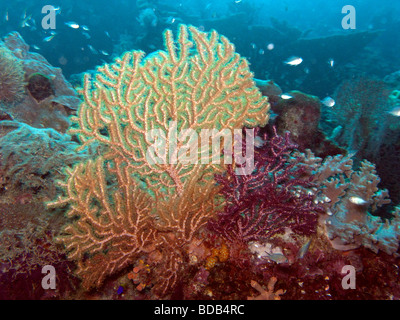 Indonesien Sulawesi Wakatobi Nationalpark Unterwasser Gorgonien Gorgonien in aktuellen Fütterung Stockfoto