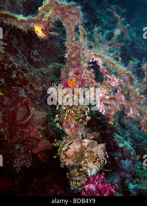 Indonesien Sulawesi Wakatobi National Park Hoga Insel Unterwasser Besiedlung der Festmacher Seil von Anemonen und Korallen Stockfoto