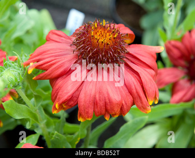 Gaillardia "Sunburst Red" mit gelber Spitze. Ein leuchtend rote Blume Gänseblümchen wie mit dunklen Kegel Form Zentrum. Stockfoto