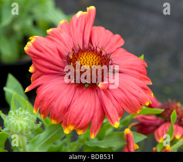 Gaillardia "Sunburst Red" mit gelber Spitze. Ein leuchtend rote Blume Gänseblümchen wie mit dunklen Kegel Form Zentrum. Stockfoto