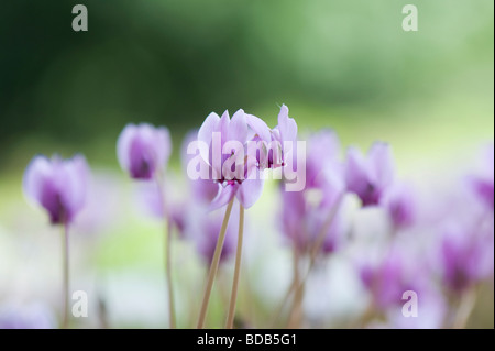 Cyclamen Hederifolium blüht im Herbst. Efeu-leaved Alpenveilchen Stockfoto