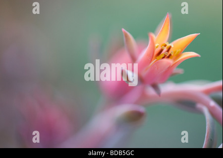 Echeveria "locken" Blume Stockfoto