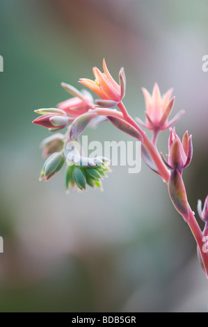 Echeveria "locken" Blume Stockfoto