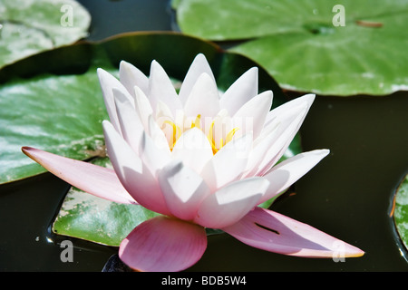 Seerose Stockfoto