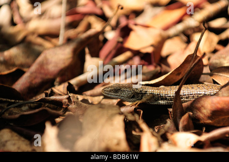 Alligator Eidechse Stockfoto