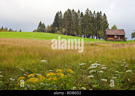 Berg im Schwarzwald auf der Europäischen Wasserscheide Linie neben Danube River Quellen. Schwarzwald, Deutschland. Stockfoto