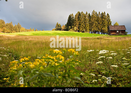 Berg im Schwarzwald auf der Europäischen Wasserscheide Linie neben Danube River Quellen. Schwarzwald, Deutschland. Stockfoto