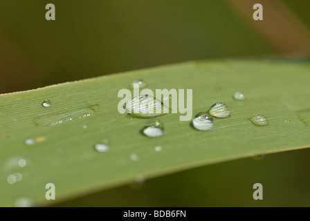 Makroaufnahme von mehreren Regen fällt auf einem grünen Rasen-Blatt