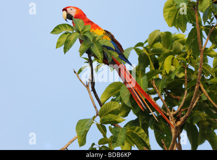 Einen hellroten Aras (Ara Macao) entspannt sich in einer Baumkrone in Carara, Costa Rica. Stockfoto