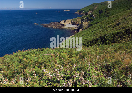 Bracken, die Abdeckung oben auf den Klippen im Norden der Insel Sark, Kanalinseln Stockfoto