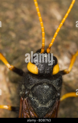 Makro-Kopfschuss eines weiblichen Hornschwanz oder riesigen Holz-Wasp (Urocerus Gigas) Stockfoto