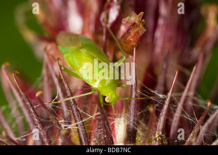 Gemeinsamen grünen Kapsid (Lygocoris Pabulinus) auf eine Klette Blume Stockfoto