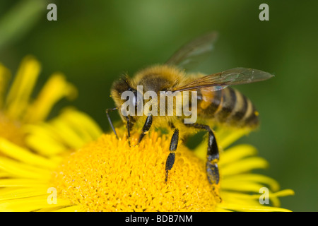 Honigbiene (Apis Mellifera) sammeln Nektar aus einer Blume Kreuzkraut Stockfoto