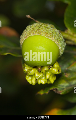 Knopper Gall auf eine Eichel Stockfoto