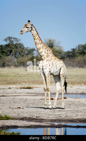 South African Giraffe Giraffa Giraffe Giraffa, stehen neben einem Wasserloch; Savute/Savuti Bereich des Chobe NP, Botswana Stockfoto