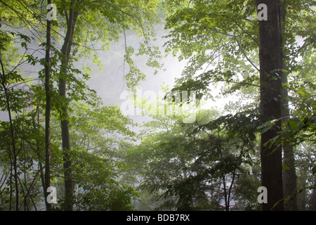 Wald und Nebel auf dem Smith River in Virginia, USA Stockfoto