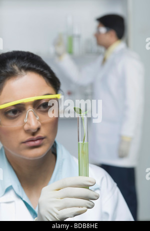 Wissenschaftler halten Pflanzen im Reagenzglas Stockfoto