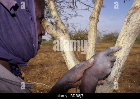 Gummiarabikum Arbeitnehmer schneiden Rinde von Acacia Senegal, Flow zu fördern.  Niger, Westafrika. Stockfoto