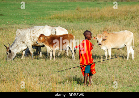 Junge Masai junge beobachten Dorf Rinder in der Masai Mara, Kenia Stockfoto