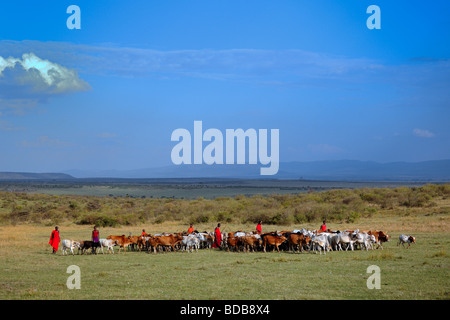 Masai Hirte mit Dorf Rinder in der Masai Mara, Kenia Stockfoto