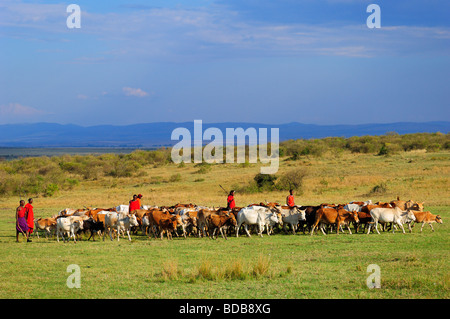 Masai Krieger, die Bewachung der Rinderherden in der Nähe ihres Dorfes in der Masai Mara, Kenia Stockfoto