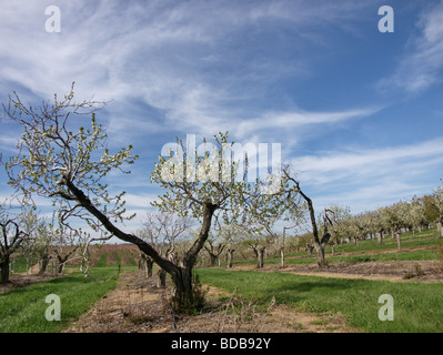 Frühling Blüten auf einem alten verwitterten Apfelbaum in einem Obstgarten. Stockfoto