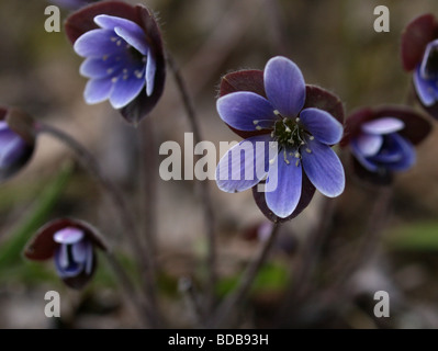 Hepatica Nobilis eine frühen Frühling Blüte von reicht blau bis violett in der Farbe. Stockfoto