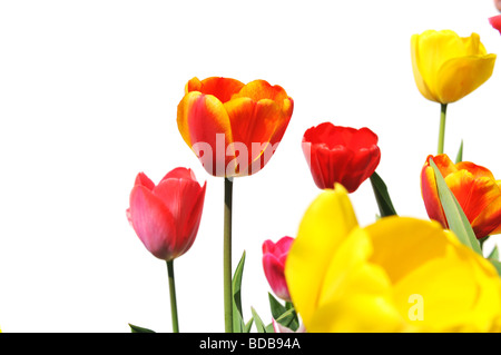 Tulpen in verschiedenen Farben auf einem weißen Hintergrund isoliert Stockfoto