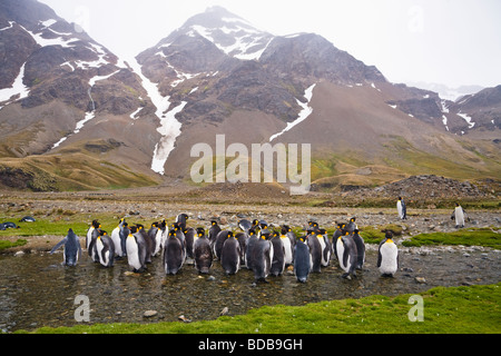 König Penguins Aptenodytes Patagonicus Fortuna Bay South Georgia Antarktis Stockfoto