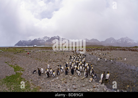 Juvenile König Penguins Aptenodytes Patagonicus in Erwachsene Gefieder Fortuna Bay South Georgia Antarktis Mauser Stockfoto