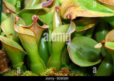 Marsh Kannenpflanze, Flugtrumpet (Heliamphora nutans) Stockfoto