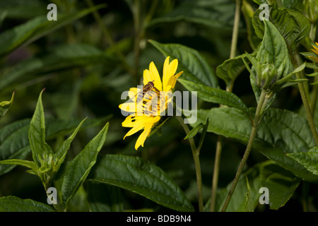 Fröhliche Sonnenblume (Helianthus x laetiflorus Präriesolros) Stockfoto