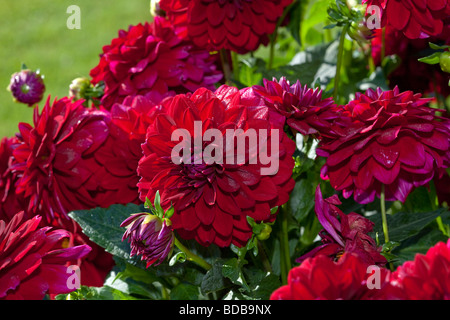 „Arabian Night“ formell Dekorative Dahlia, Dekorativdahlia (Dahlia x Hortensis) Stockfoto