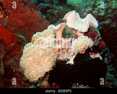 Indonesien Sulawesi Wakatobi Nationalpark Blume weichen Korallen Xenia sp auf bunten Riff Stockfoto