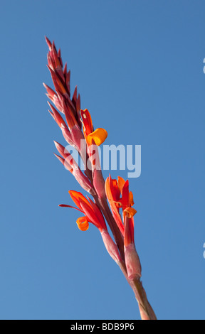 Indian shot, Röd arrowrot (Canna indica) Stockfoto