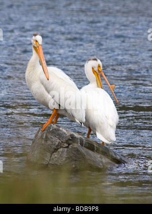 Weiße Pelikane Madison River Montana USA Stockfoto