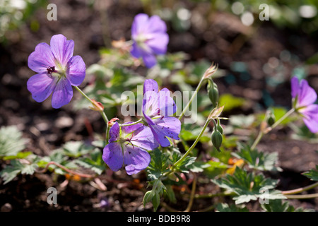 'Rozanne' Cranesbill Geranie, Trädgårdsnäva (Geranien) Stockfoto