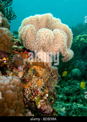 Indonesien Sulawesi Wakatobi Nationalpark Blume weichen Korallen Xenia sp auf bunten Riff Stockfoto