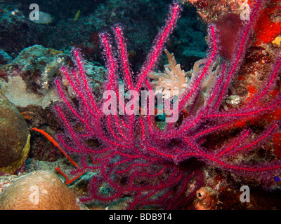 Indonesien Sulawesi Wakatobi Nationalpark Unterwasser Rote Peitsche Korallen in aktuellen Fütterung Stockfoto