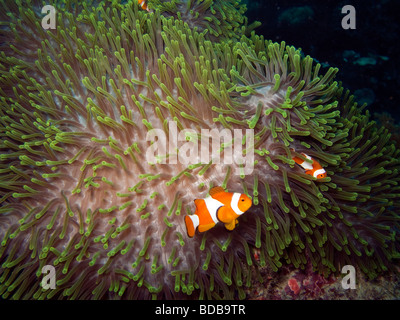 Indonesien Sulawesi Wakatobi marine Park falscher Clown Anemonenfischen Amphiprion Ocellaris gigantische Seeanemone regelmäßig gigantea Stockfoto