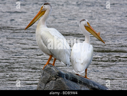 Amerikanische weiße Pelikane Madison River Montana USA Stockfoto