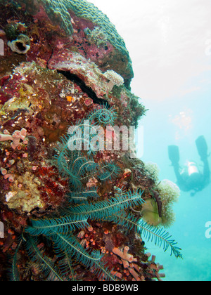 Indonesien Sulawesi Wakatobi Nationalpark Unterwasser blau Peitschenkorallen Feather Star am Korallenriff Stockfoto