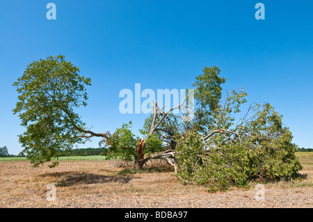 Sturm beschädigt Nussbaum - Sud-Touraine, Frankreich. Stockfoto