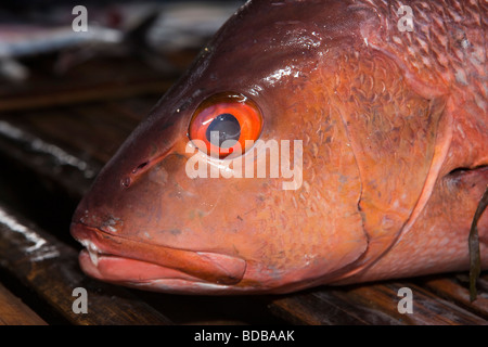 Indonesien Sulawesi Kaledupa Insel Ambuea Dorf lokalen Fischmarkt rote-Augen-Zackenbarsch zum Verkauf Stockfoto