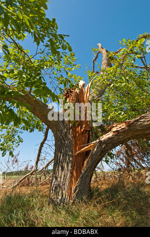 Sturm beschädigt Nussbaum - Sud-Touraine, Frankreich. Stockfoto