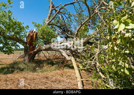 Sturm beschädigt Nussbaum - Sud-Touraine, Frankreich. Stockfoto