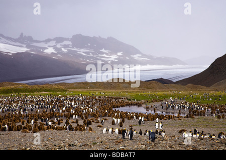 King Penguin Aptenodytes Patagonicus Kolonie mit Bergen und Gletschern Fortuna Bay South Georgia Antarktis Stockfoto